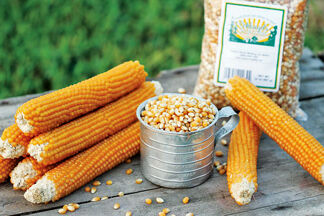 Popcorn popping corn cobs